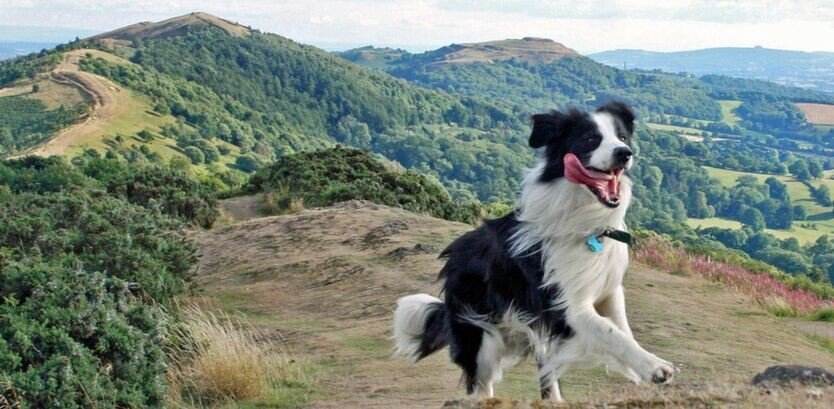 Collie dog hiking tips