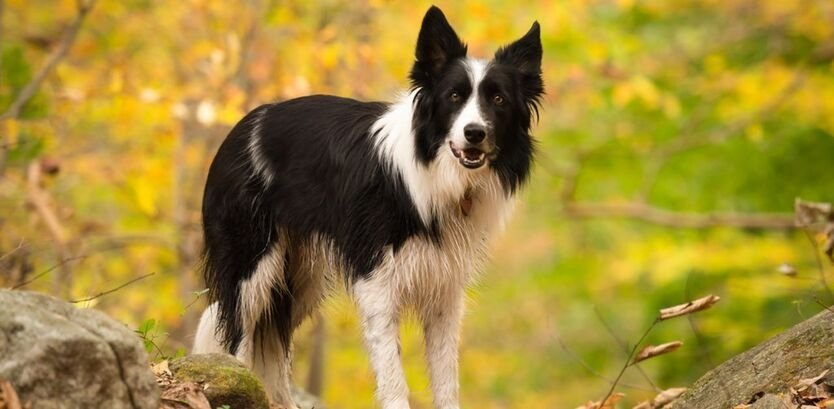 Collie dog good hiking dogs