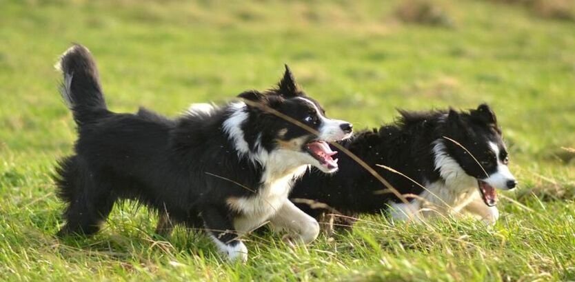 Collie dog walking guide