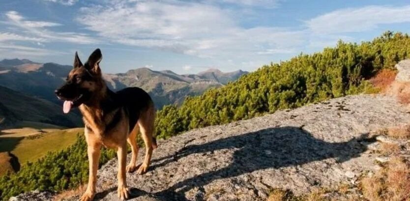 German Shepherd Good Hiking Dogs