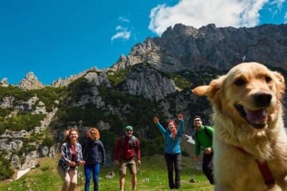 Golden retriever hiking tips