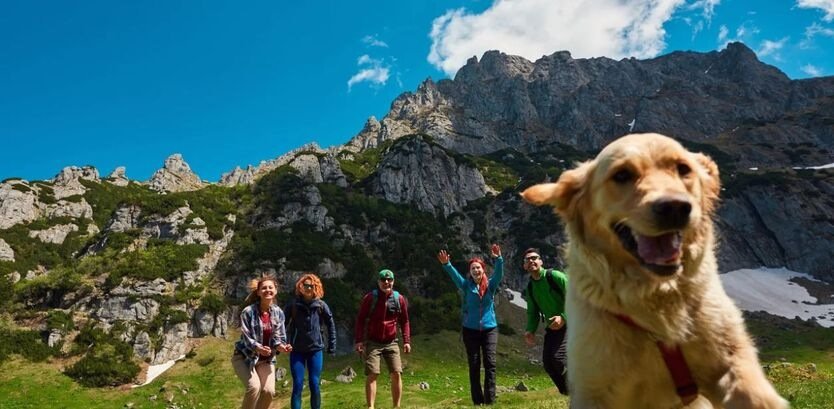 Golden retriever hiking tips