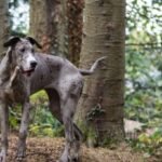 Great dane dog hiking tips
