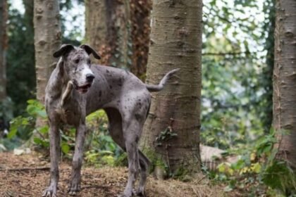 Great dane dog hiking tips