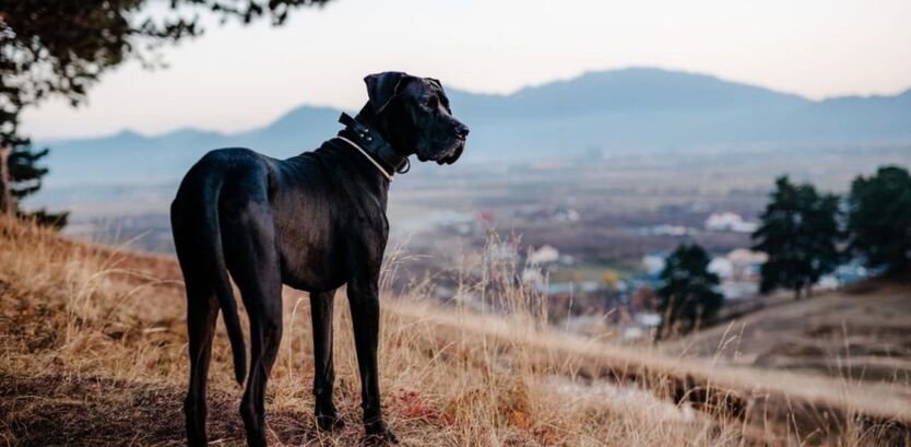 Great Dane Good Hiking Dogs