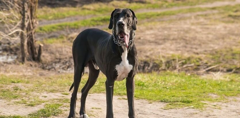 Great Dane Walking Guide