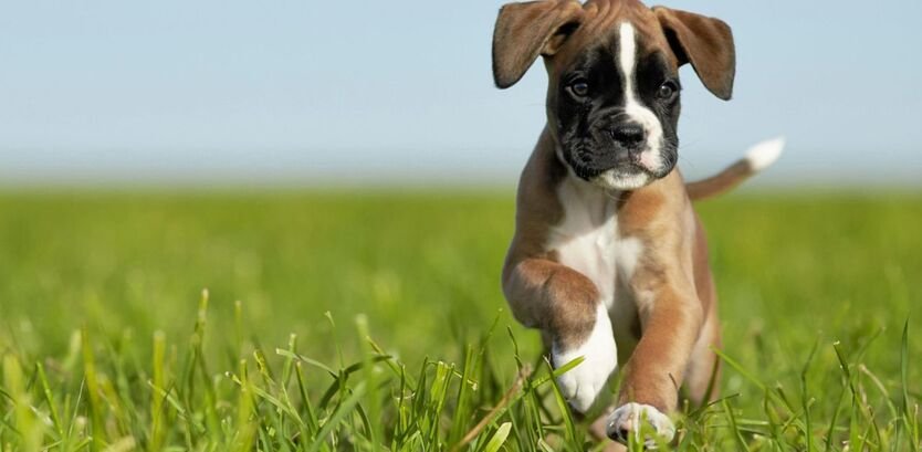 Hiking With Boxer Dog Puppy