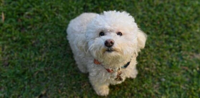 Hiking With a Bichon Frise Puppy