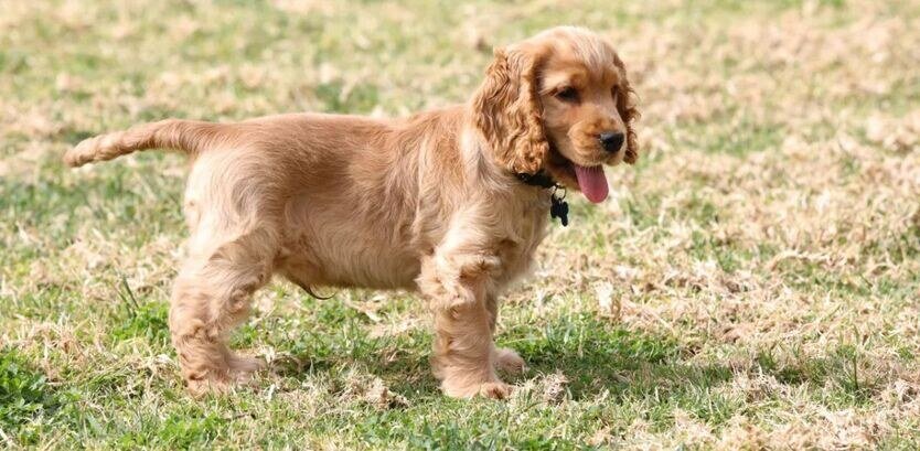 Hiking with a Cocker Spaniel Puppy