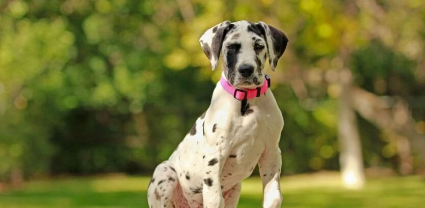 Hiking with a Great Dane Puppy