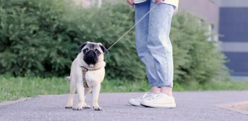 Hiking with a Pug Puppy