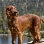 Irish setter hiking tips