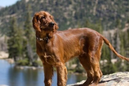 Irish setter hiking tips