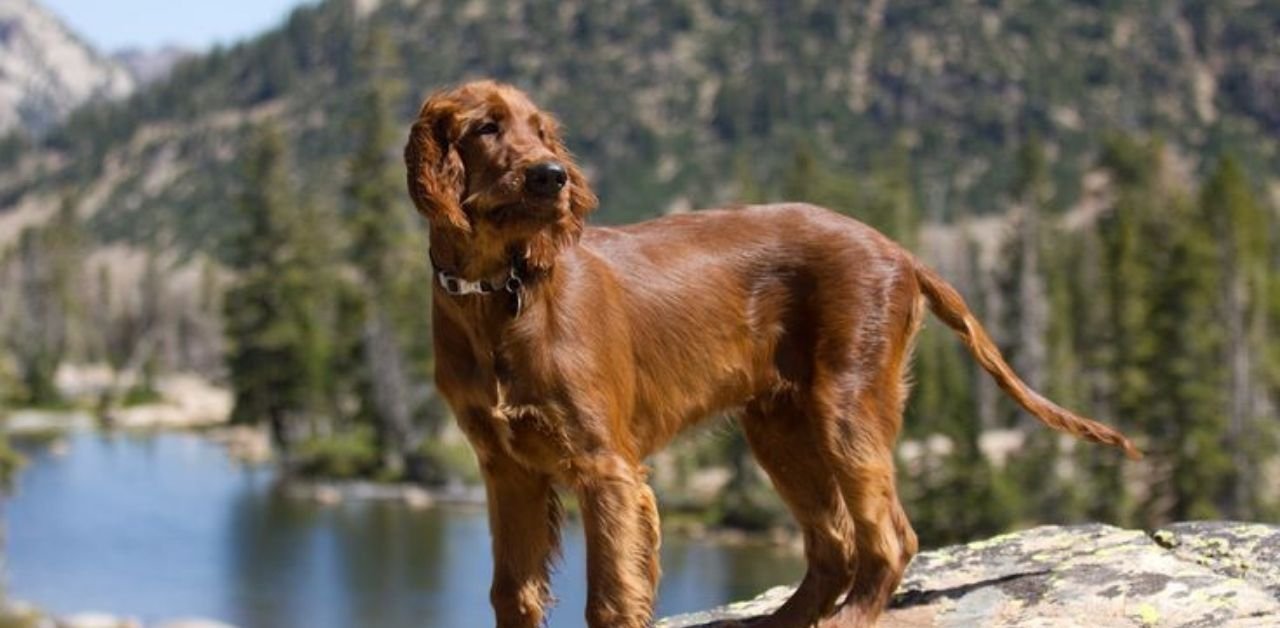 Irish setter hiking tips