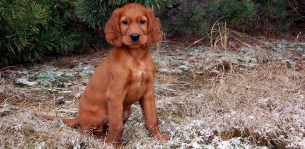 Hiking with an Irish Setter Puppy