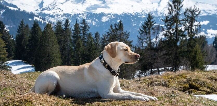 Labrador Retriever good hiking dogs