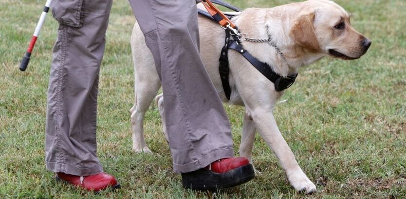 Labrador Retriever walking guide