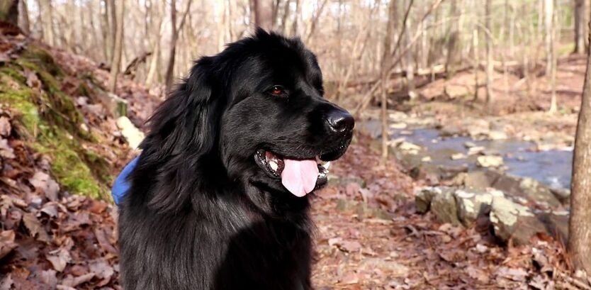 newfoundland dog good hiking dogs
