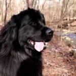 Newfoundland dog hiking tips