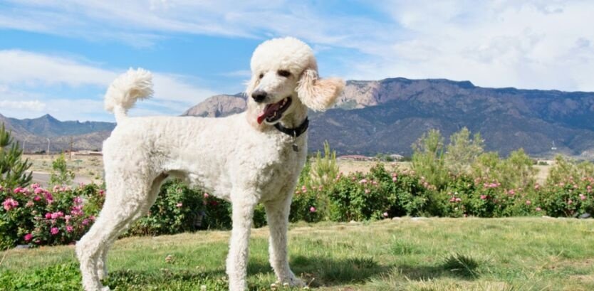 Poodle dog hiking tips