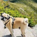Pug hiking tips