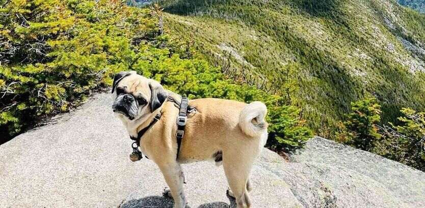 Pug hiking tips