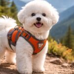 bichon frise hiking tips