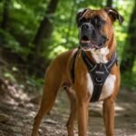 boxer dog hiking tips