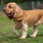 cocker spaniel hiking tips
