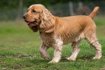 cocker spaniel hiking tips