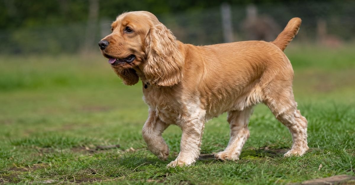 cocker spaniel hiking tips
