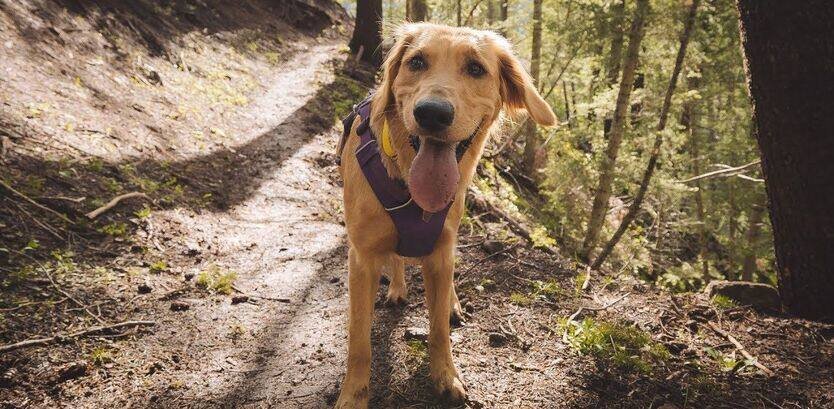 golden retriever good hiking dogs