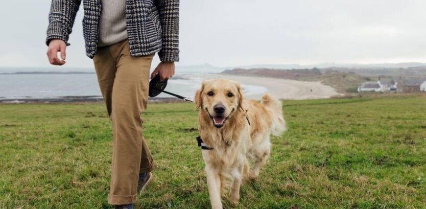 golden retriever walking guide