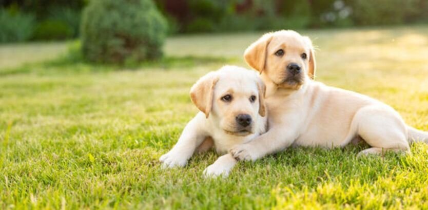 hiking with Labrador Retriever puppy