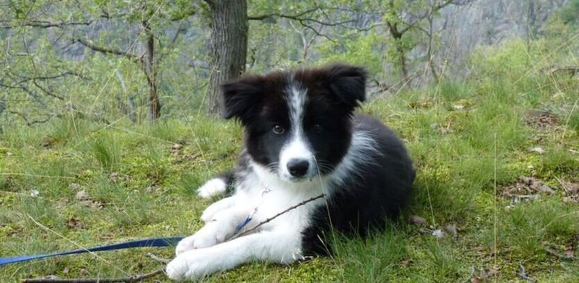 hiking with collie dog puppy