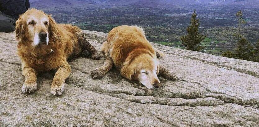 hiking with golden retriever puppy
