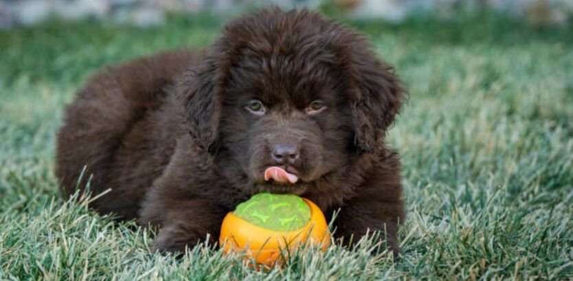 hiking with newfoundland dog puppy