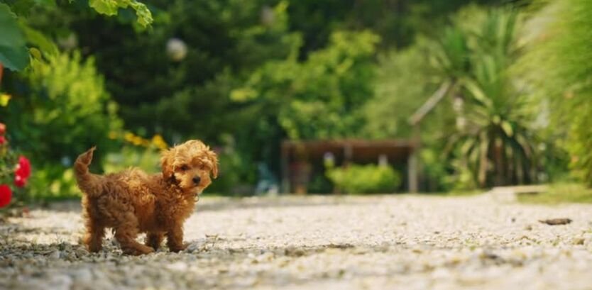 hiking with poodle Dog puppy