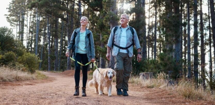 Labrador Retriever hiking tips