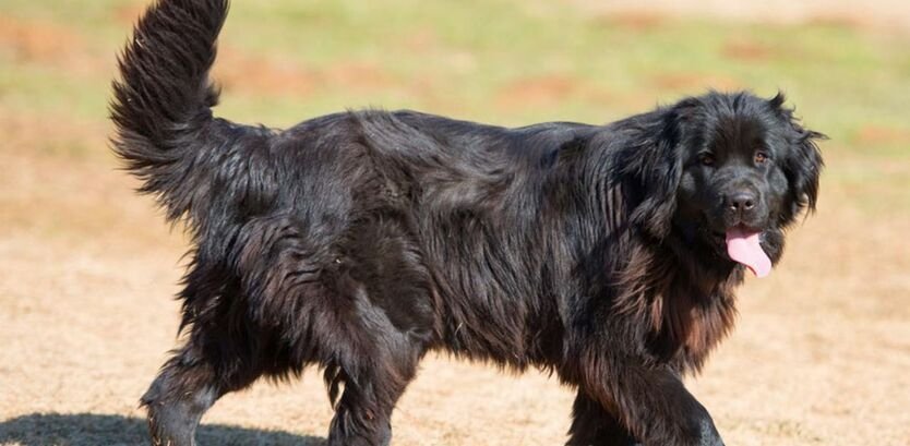 newfoundland dog walking guide