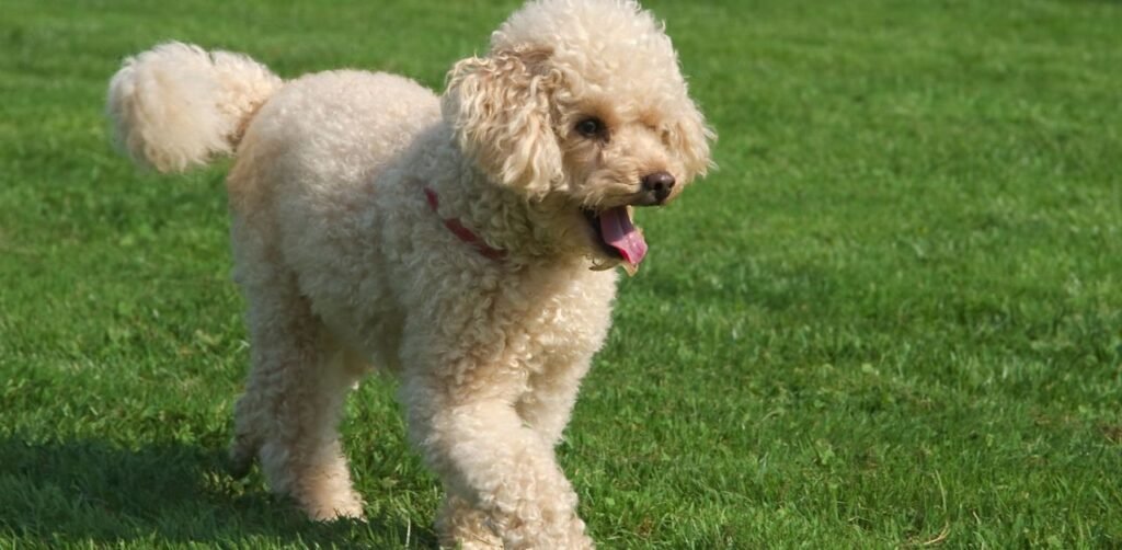 poodle Dog walking guide