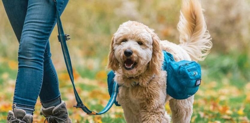 poodle Dog good hiking dogs