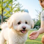 Socialization of Bichon Frise