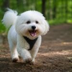 bichon frise hiking tips